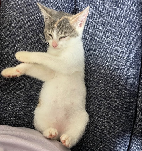 ペット手帳 ベストショット