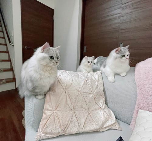 ペット手帳 ベストショット