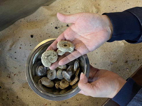 ディノアライブ DINO-A-LIVE 恐竜