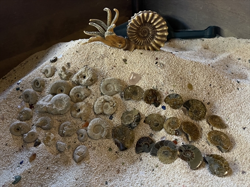 ディノアライブ DINO-A-LIVE 恐竜