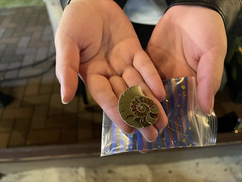 ディノアライブ DINO-A-LIVE 恐竜