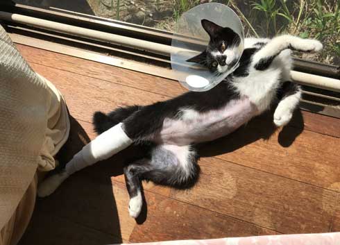保護 猫 手術 元気に 回復