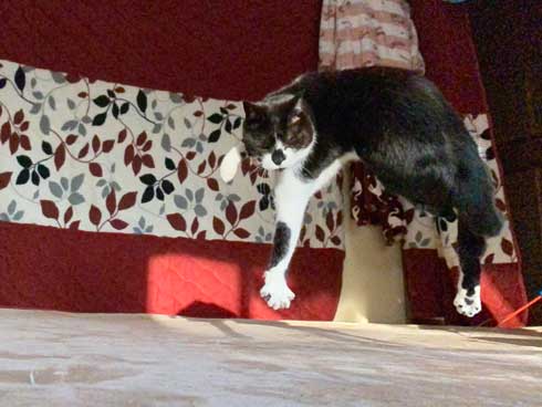 保護 猫 手術 元気に 回復