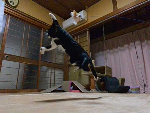 保護 猫 手術 元気に 回復