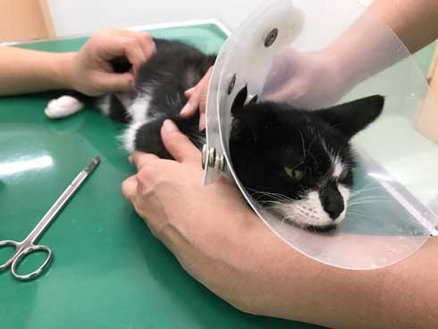 保護 猫 手術 元気に 回復