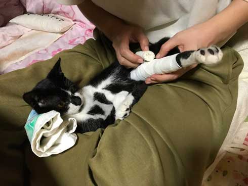 保護 猫 手術 元気に 回復