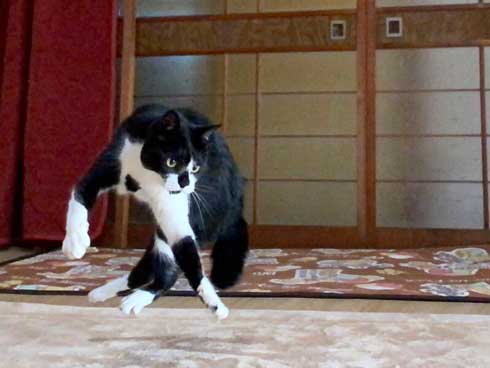 保護 猫 手術 元気に 回復