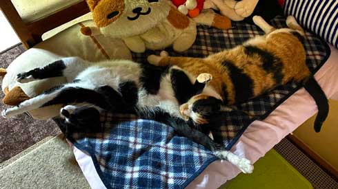 保護 猫 手術 元気に 回復