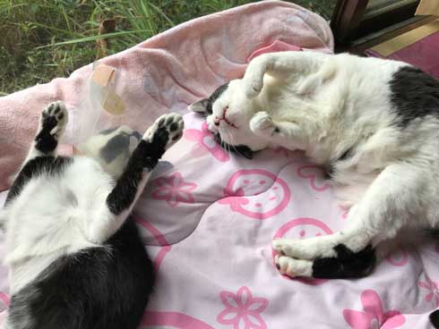 保護 猫 手術 元気に 回復