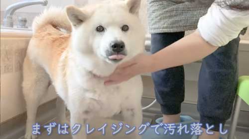 一番風呂 柴犬 あいちゃん YouTube