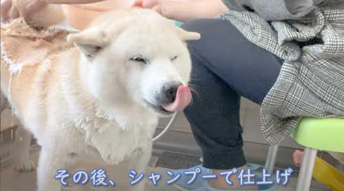 一番風呂 柴犬 あいちゃん YouTube