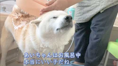 一番風呂 柴犬 あいちゃん YouTube