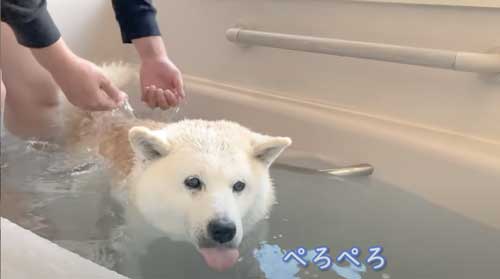 一番風呂 柴犬 あいちゃん YouTube