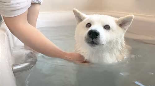 一番風呂 柴犬 あいちゃん YouTube