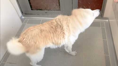 一番風呂 柴犬 あいちゃん YouTube