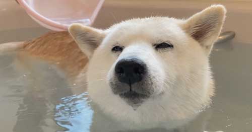 一番風呂 柴犬 あいちゃん YouTube