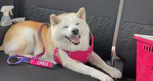 一番風呂 柴犬 あいちゃん YouTube