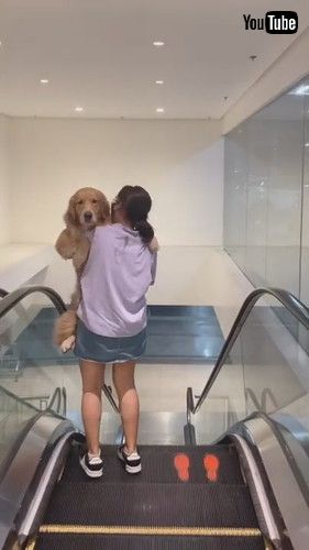 「Dog Has to Be Carried Down Escalator || ViralHog」