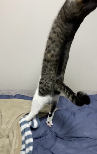 長いねこ