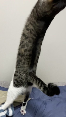 フレームアウトしちゃったぎんちゃん