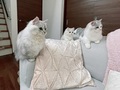 【ベストショット】面白いポーズの猫ちゃんたち 2021年11月号