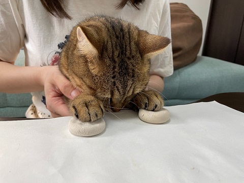 こたつねこ