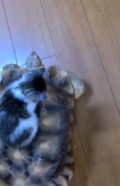 カメに乗る子猫