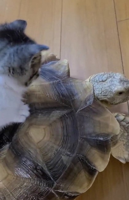 カメに乗る子猫