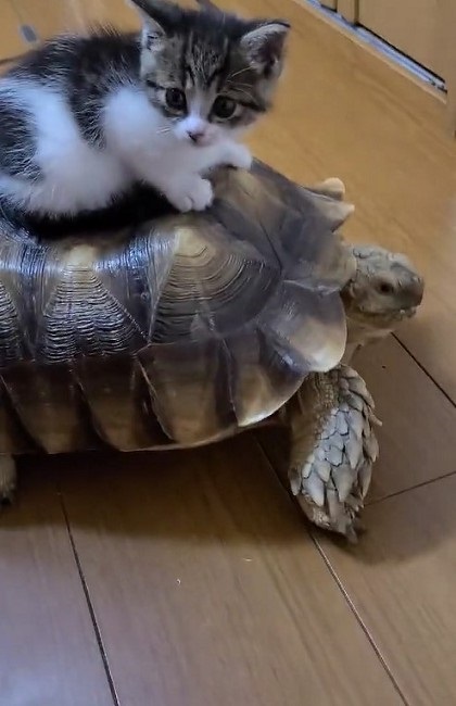 カメに乗る子猫