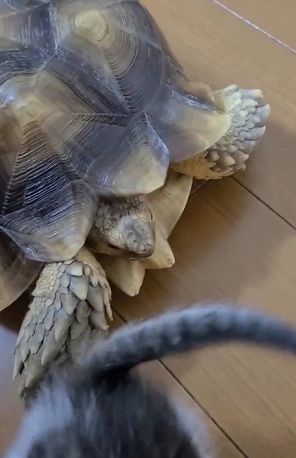 カメに乗る子猫