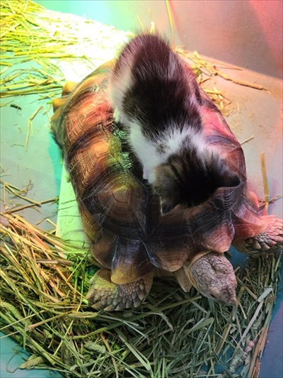 カメに乗る子猫