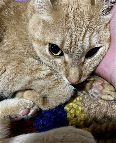 パワフルな猫ちゃん