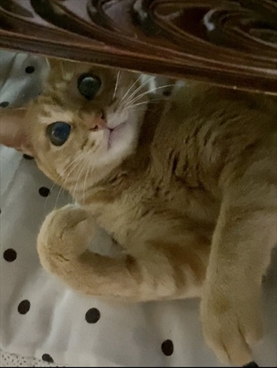 パワフルな猫ちゃん