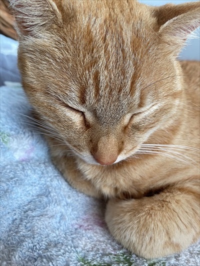 パワフルな猫ちゃん