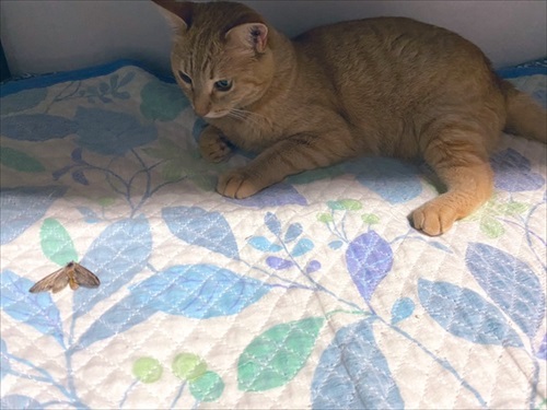 パワフルな猫ちゃん