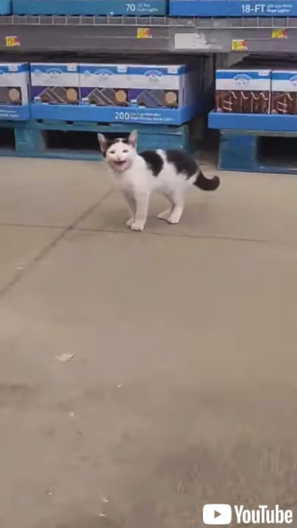 買い物客の女性に保護される子猫