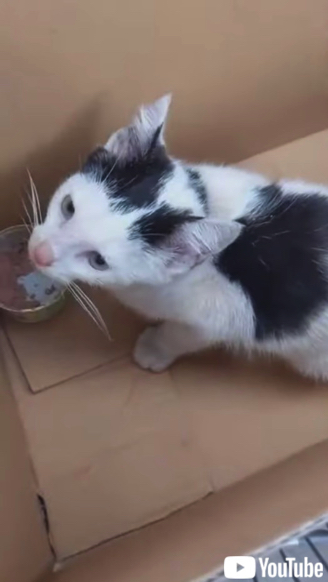 買い物客の女性に保護される子猫