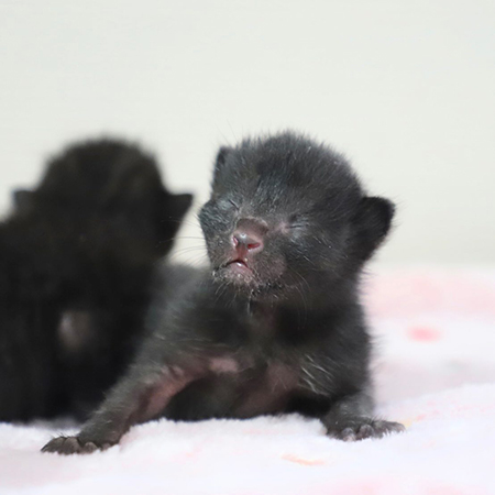 目が開いていないコーヒー4兄弟の1匹