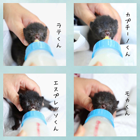 ミルクを飲むコーヒー4兄弟