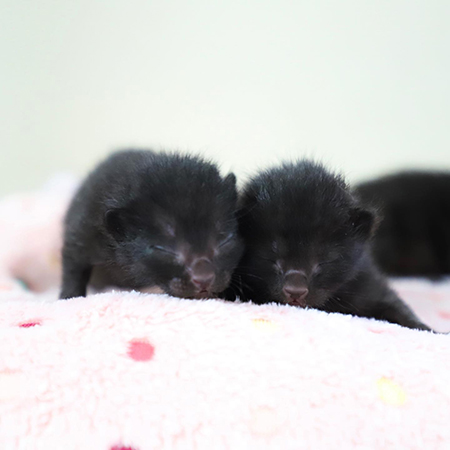 寄り添って眠るコーヒー4兄弟の2匹