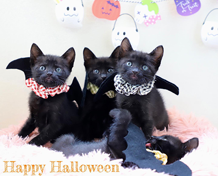 ハロウィーン4兄弟