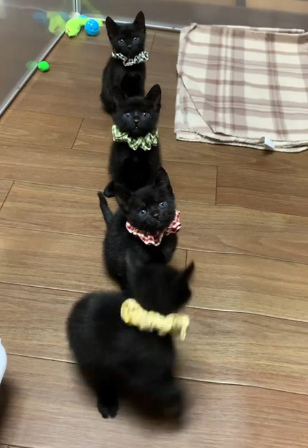 抜け出すエスプレッソくん