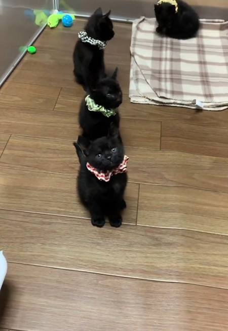 エスプレッソくんが気になるモカくん