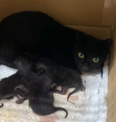 母猫とコーヒー4兄弟