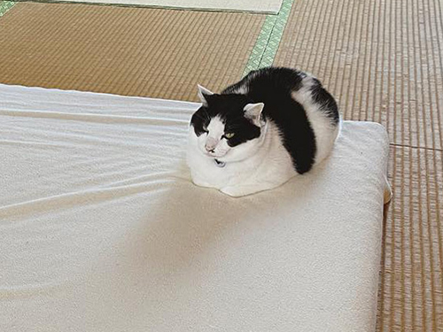 お布団選挙てんくんトリミング