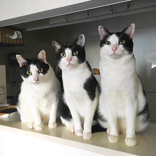 3匹並んだハチワレーズ