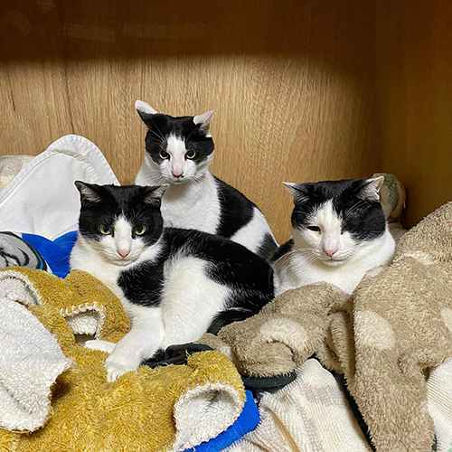 良いフォーメーションの3匹