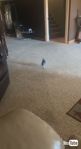 「Archie the Rescue Pigeon Comes When Mom Calls || ViralHog」