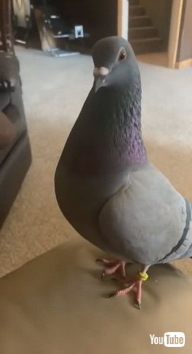 「Archie the Rescue Pigeon Comes When Mom Calls || ViralHog」