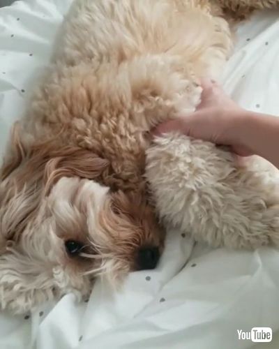 Pulls Owner’s Hand